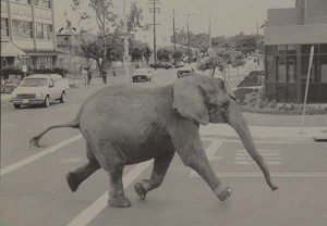 Netflix stiller skarpt på dyrerettigheder i ny dokumentar