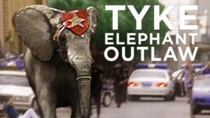 Tyke Elephant Outlaw
