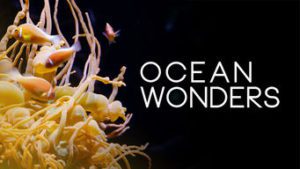 Ocean Wonders