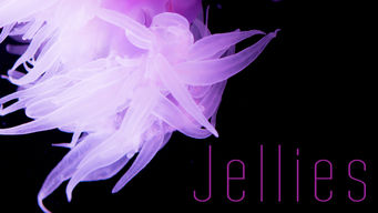 Jellies Se Jellies på Netflix