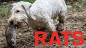 Rats