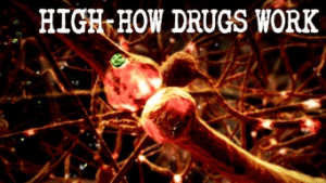 How Drugs Work