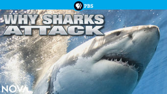 Why Sharks Attack Why Sharks Attack på Netflix