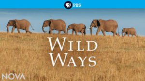 Wild Ways