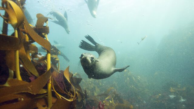 oceans blue planet netflix serie