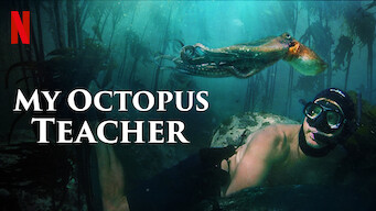 My Octopus Teacher Se My Octopus Teacher på Netflix