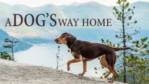A Dogs Way Home