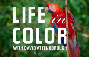 Life in Color David Attenborough netflix dokumentar