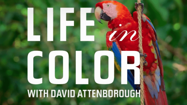 Life in Color David Attenborough netflix dokumentar