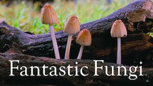 Fantastic Fungi