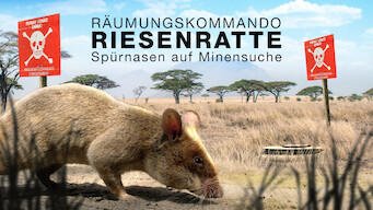 Mozambiques minesøgende rotter Mozambiques minesøgende rotter på Netflix