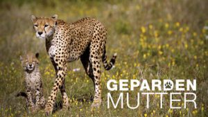 Gepardmor
