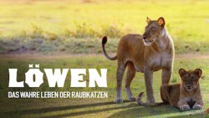 Løvindernes kamp for overlevelse