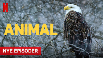 Animal Animal på Netflix