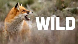 Wild