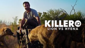 Killer IQ: Lion vs. Hyena