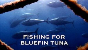 Fishing for Bluefin Tuna