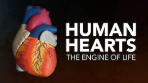 Human Hearts: The Engine of Life