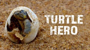 Turtle Hero