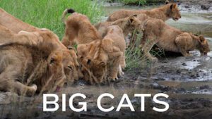 Big Cats