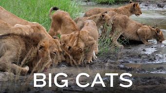 Big Cats Big Cats på Netflix
