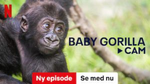 Baby Gorilla Cam