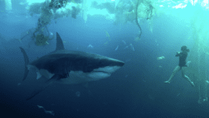 Nyheder på Netflix i juni 2024