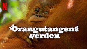 Orangutangens verden