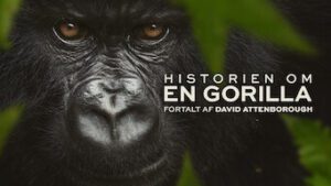 Historien om en gorilla: Fortalt af David Attenborough