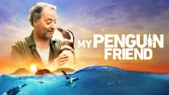 Se serien My Penguin Friend på Netflix
