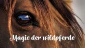 Se serien Magic Of The Wild Horses på Netflix