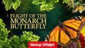Se serien Flight of the Monarch Butterfly på Netflix