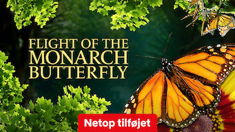 Flight of the Monarch Butterfly