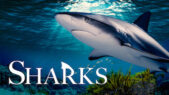 Se serien Sharks på Netflix
